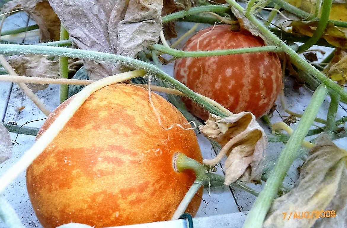Képtalálat a következőre: „tigger melon”