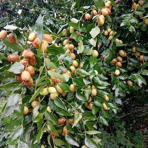 1 NUTMEG TREE Seed Myristica Fragrans Pala MACE Fruit Nut Pumpkin Pie Spice