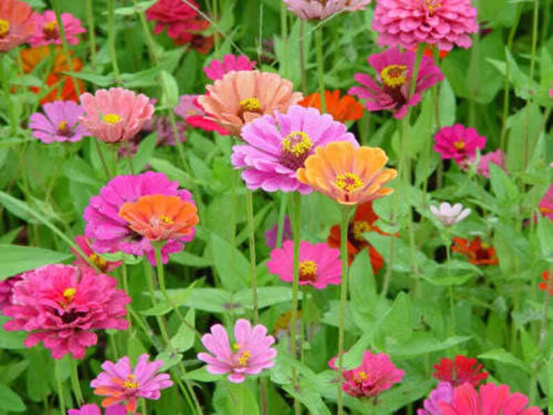 250 ZIN MASTER ZINNIA Mix Elegans Mixed Colors Flower Seeds Etsy