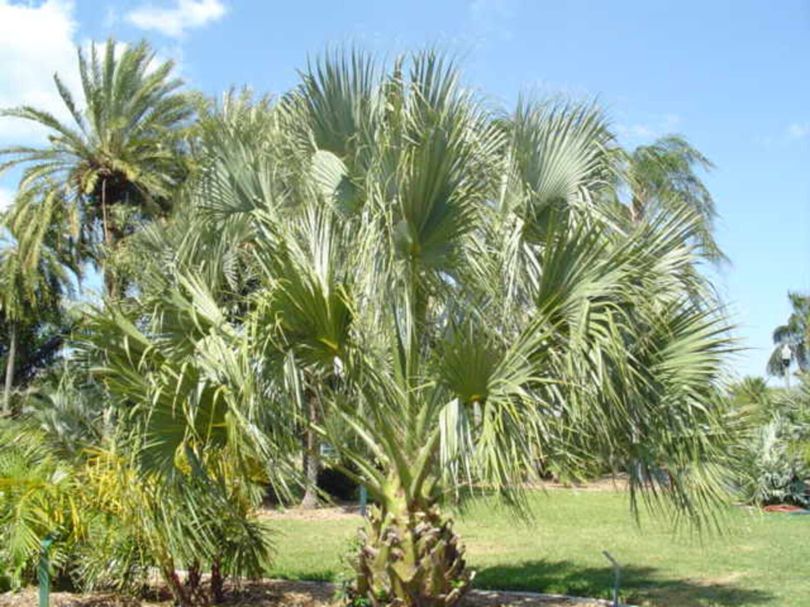 10 Hardy SABAL PALM TREE Cabbage Palmetto Flower Seeds Etsy