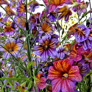 200 blandade färger MÅLAD TUNG (Sammetstrumpetblomma) Salpiglossis Grandiflora Virgiana Blomfrön