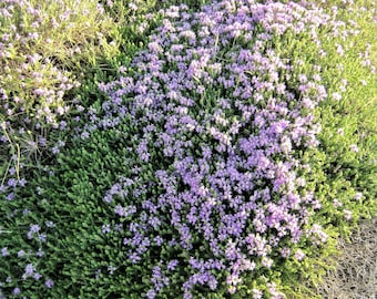 20 MEDITERRANEAN THYME Spiked Thymbra Spicata Pink Savory Herb Za’atar Perennial Herb Flower Seeds