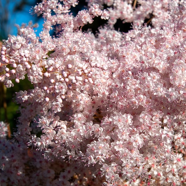 100 SIBERIAN MEADOWSWEET Filipendula Palmata Meadow Sweet Pink White Flower Seeds
