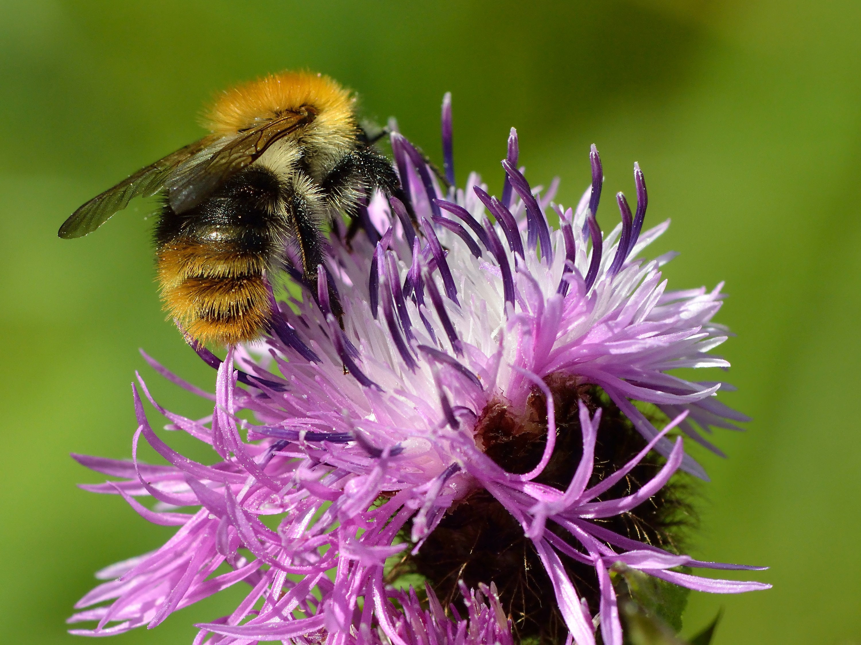 Centaurea Phrygia
