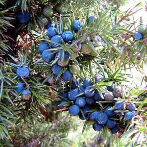 60 Sementes Orgânicas de Zimbro Comum (20 Frutos) Juniperus Communis Árvore Arbusto Conífera Perene Fruto Azul Flor Amarela Também conhecido como Pinheiro Gin Berry