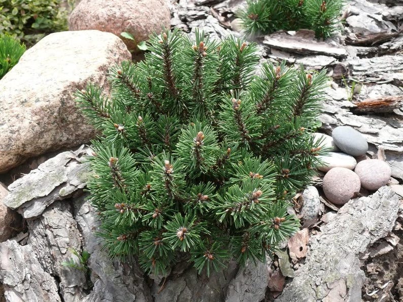 25 MUGO PINE Dwarf Evergreen Pinus Pumilio Shrub Seeds Comb S/H image 3