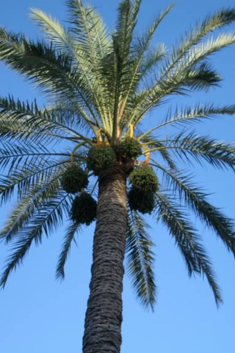 10 CANARY ISLAND Date PALM Phoenix Canariensis Tree Seeds Etsy