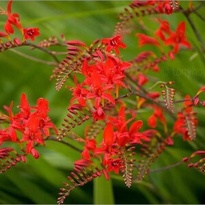 Crocosmia Lucifer Seeds (113 Seeds) – Bright Red Flowers, Easy To Grow Perennial – USA Seller - View #3