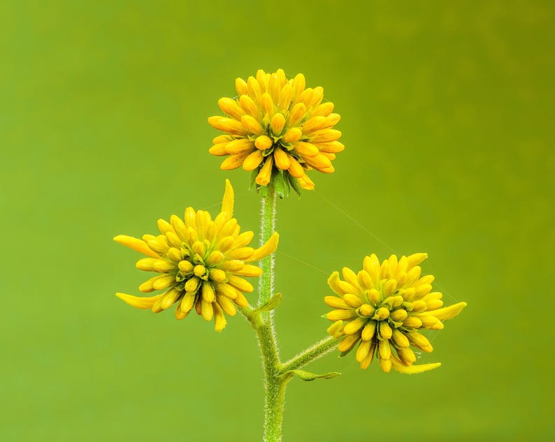 Yellow Wingstem 250 WINGSTEM / YELLOW IRONWEED Verbesina Alternifolia Flower Seeds - Etsy