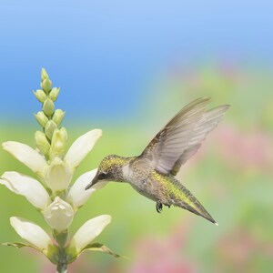 50 WHITE TURTLEHEAD Chelone Glabra Flower Seeds