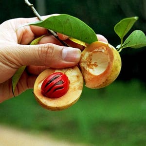 1 NUTMEG TREE Seed Myristica Fragrans Pala MACE Fruit Nut Pumpkin Pie Spice image 5
