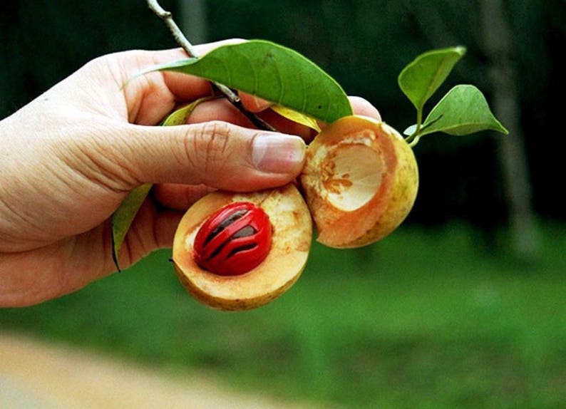 1 NUTMEG TREE Seed Myristica Fragrans Pala MACE Fruit Nut Pumpkin Pie Spice image 5