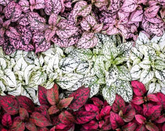 10 Dwarf Mixed Colors POLKA DOT PLANT Red Pink White Rose Splash Select Hypoestes Phyllostachya Flower Houseplant Seeds
