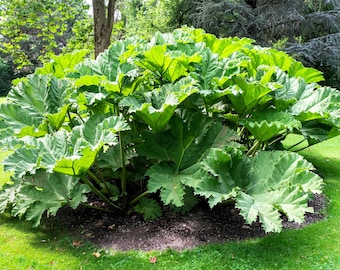 10 GUNNERA MANICATA 6' Leaves! Giant Rhubarb Dinosaur Plant Moist Shade Red Flower Seeds