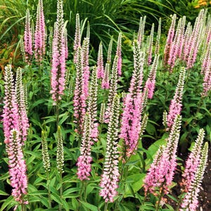 50 Pink VERONICA Longifolia / SPIKE SPEEDWELL Flower Seeds *flat ...