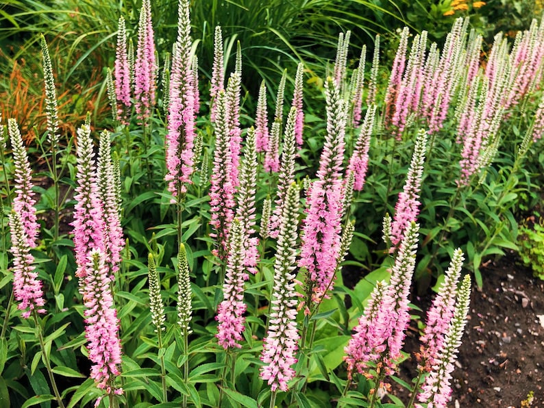 50 Pink VERONICA Longifolia / SPIKE SPEEDWELL Flower Seeds *flat ...