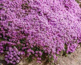 100 Walk On Me schleichende THYMIAN Thymus Serpyllum Kraut Blumensamen