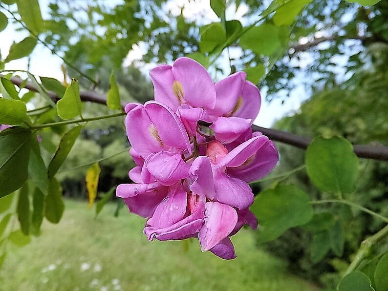 15 ROSE LOCUST / Pink ACACIA Flower Robinia Hispida Fertilis Etsy