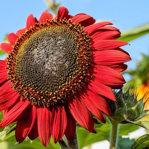 25 CHOCOLATE CHERRY SUNFLOWER Helianthus Annuus Red & Brown Flower Seeds image 9