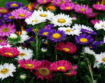 250 MIXED Colors CHINA ASTER Callistephus Chinensis Flower Seeds
