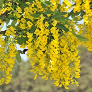 25 SIBERIAN PEASHRUB Caragana Arborescens Peatree Yellow Flower Legume Vegetable Seeds