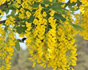 25 SIBERIAN PEASHRUB Caragana Arborescens Peatree Yellow Flower Legume Vegetable Seeds