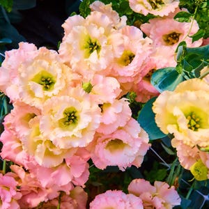 20 Mixed Colors LISIANTHUS Eustoma Grandiflorum Bluebell Gentian Flower Seeds