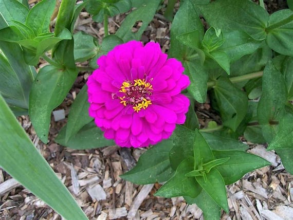 Seed Needs, Violet Queen Zinnia (Zinnia elegans) Single