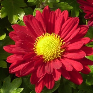 100 RED ROBINSONS DAISY Painted Chrysanthemum Coccineum Pyrethrum Flower Seeds
