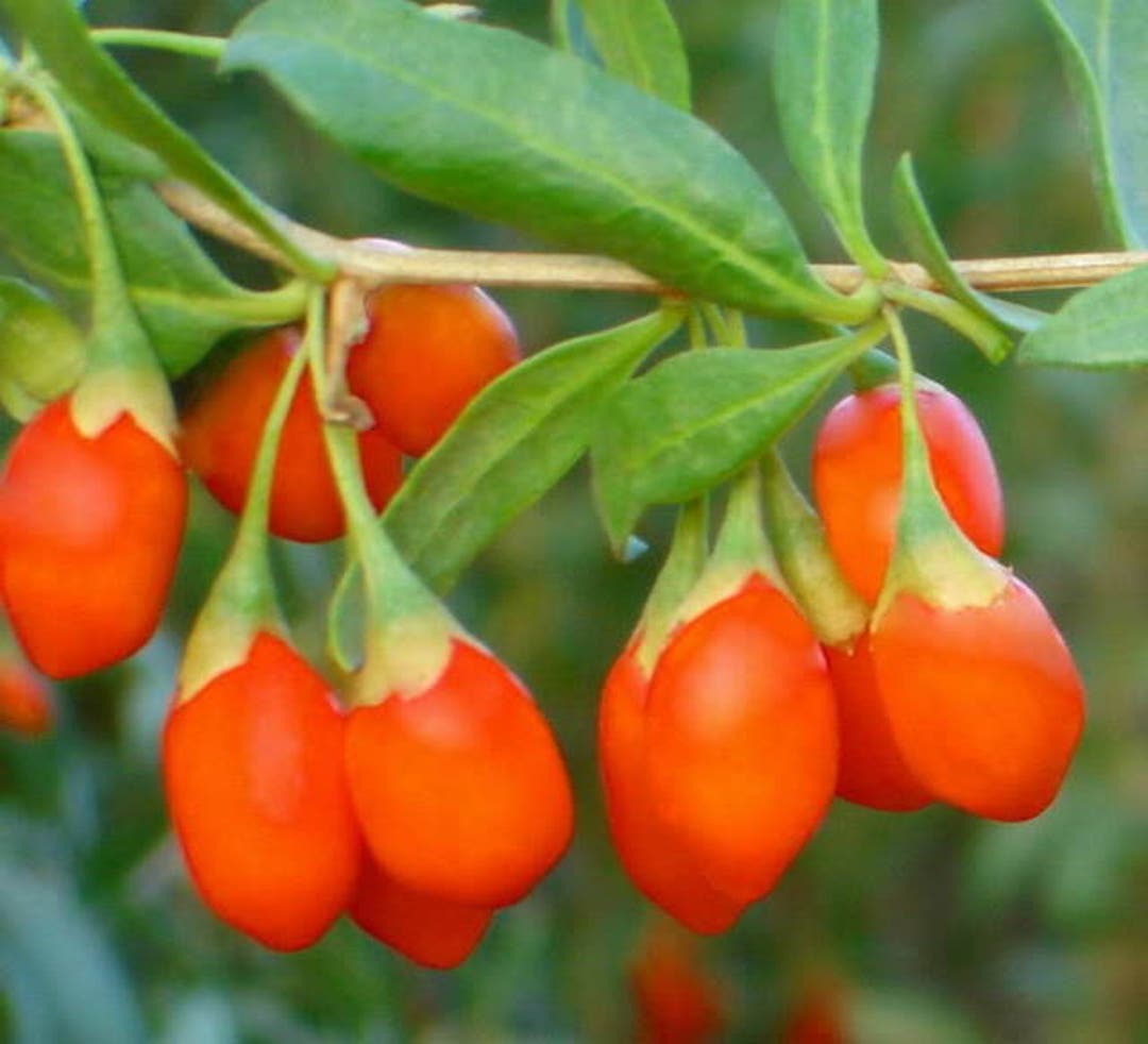 100 HIMALAYAN Tibetan GOJI BERRY Fruit Wolfberry Bush Lycium Barbarum ...