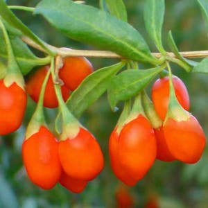 100 HIMALAYAN Tibetan GOJI BERRY Fruit Wolfberry Bush Lycium Barbabarum Seeds image 1