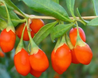 100 HIMALAYAN Tibetan GOJI BERRY Fruit Wolfberry Bush Lycium Barbabarum Seeds