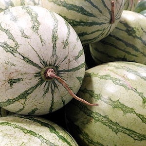 50 DIXIE QUEEN MELON D'EAU Blanc et rouge Citrullus Lanatus Melon Pépins de vigne