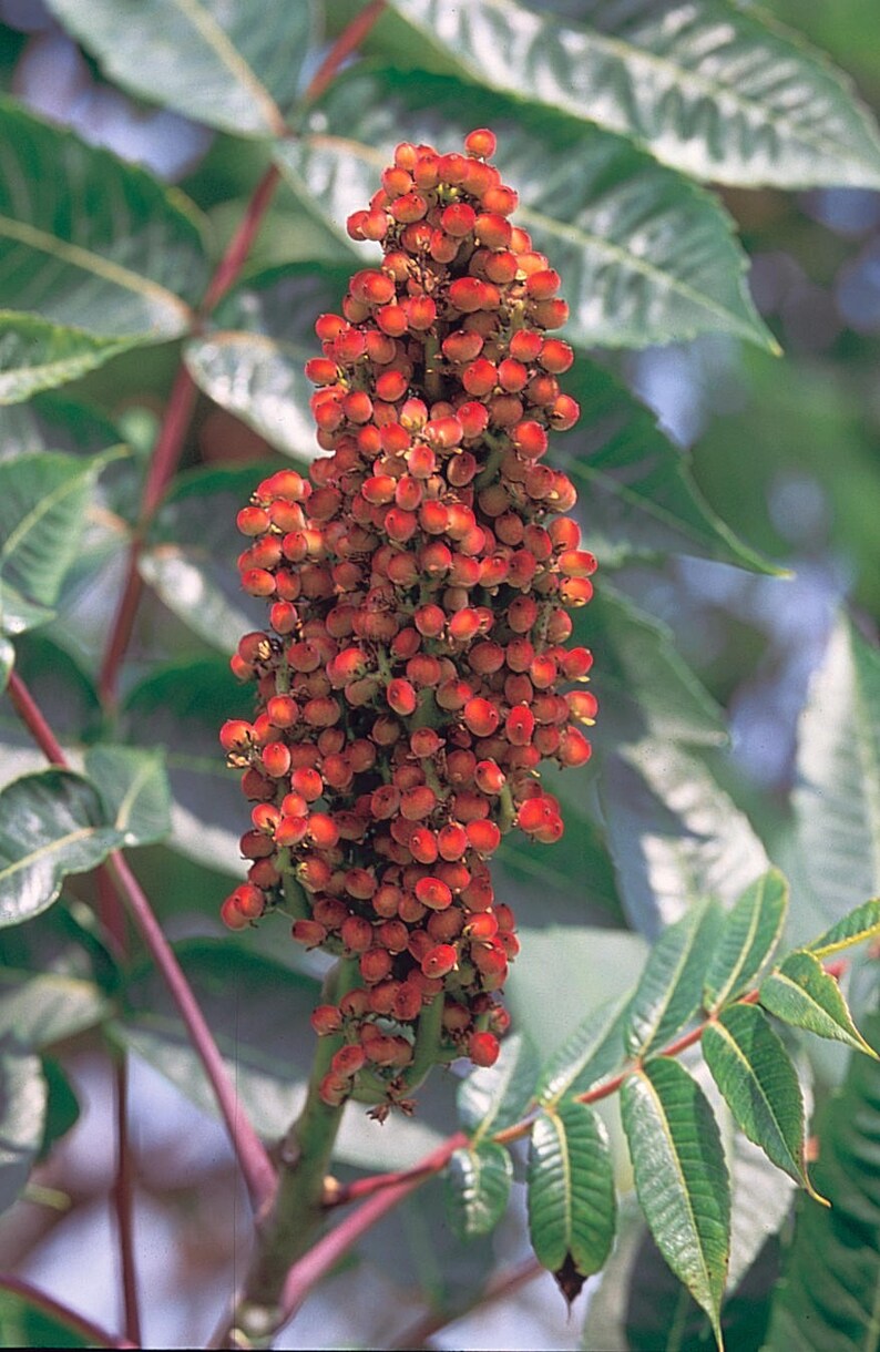 75 SMOOTH SUMAC TREE Red Berries Rhus Glabra Borealis Seeds Etsy