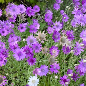 300 IMMORTELLE IMMORTAL MIX Xeranthemum Paper Daisy Graines de fleurs éternelles