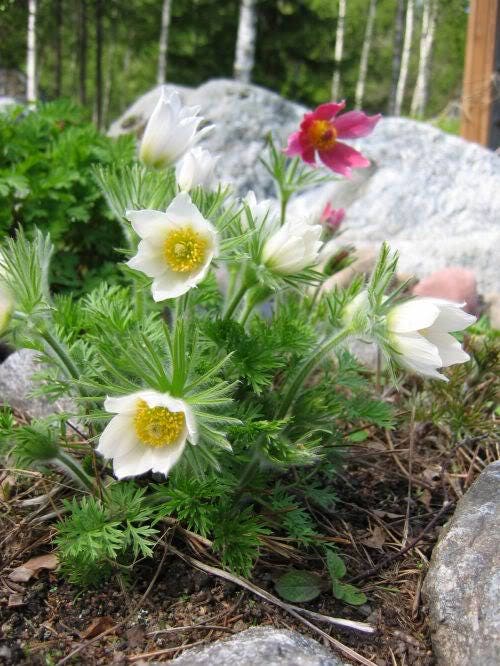5 MADONNA ANEMONE Sylvestris White & Yellow Flower Seeds