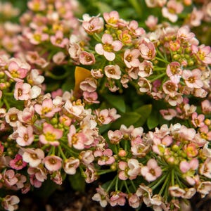 50 Bonnet de Páscoa PÊSSEGO ALYSSUM Lobularia Maritima Sementes de flores de beija-flor