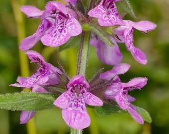 25 Marsh WOUNDWORT Hedge Nettle Stachys Palustris Herb Purple Flower Seeds Moist