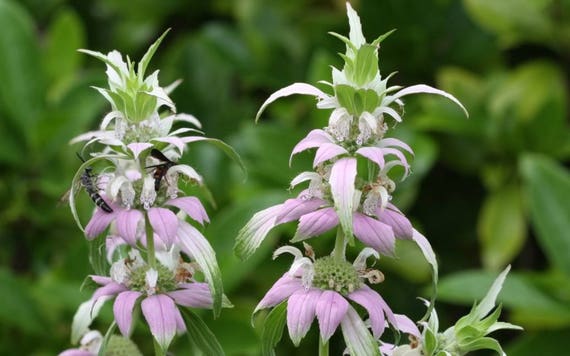 100 Spotted Bee Balm Monarda Punctata Flower Herb Horesemint Etsy
