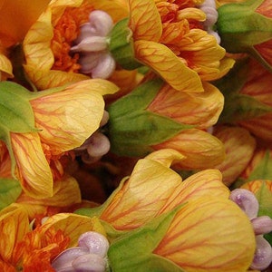 30 Mixed Colors FLOWERING MAPLE (Chinese Bell Flower) Abutilon Hybridum Shrub Bush Small Tree Seeds