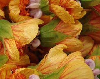 30 Mixed Colors FLOWERING MAPLE (Chinese Bell Flower) Abutilon Hybridum Shrub Bush Small Tree Seeds