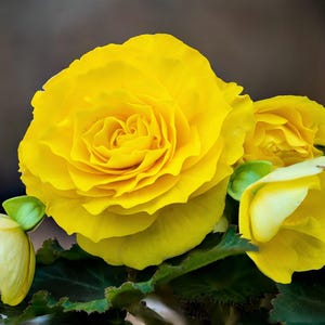 10 YELLOW DOUBLE BEGONIA Tuberosa Tuberous Begonia Shade Flower Seeds
