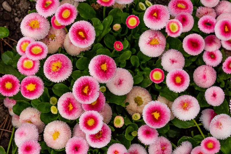 English Daisy Tasso Pink - Thumbnail 3