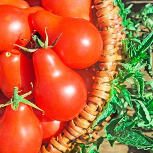 100 graines de légume-fruits héritage indéterminée lycopersicon TOMATE POIRE ROUGE