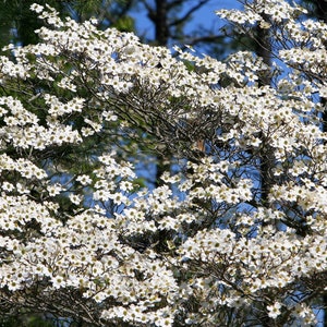 10 American WHITE FLOWERING DOGWOOD Small Tree Cornus Florida Seeds