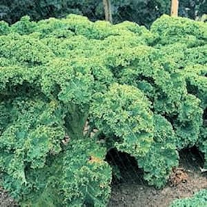 2500 VATES ブルーカールケール / ドワーフブルーカールスコッチケール Brassica Oleracea 野菜種子