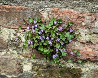 100 KENILWORTH IVY (Ivy-Leaved Toadflax) Cymbalaria Muralis Shade Vine Flower Seeds