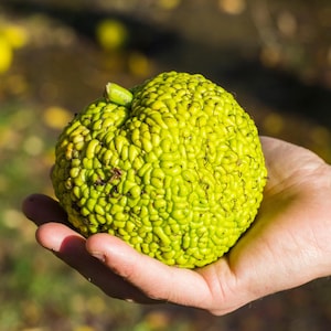 10 HEDGE APPLE Osage Orange Horse Apple Monkey Ball Maclura Pomifera Tree Seeds