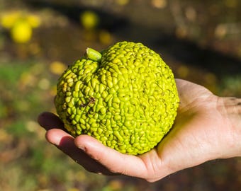 Spider Balls | Monkey Balls | Osage Oranges | Hedge Apples | Fresh - Etsy