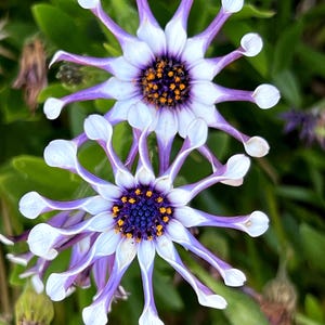 Peut inclure: Deux fleurs violettes et blanches avec de longs pétales fins et un centre jaune et bleu.
